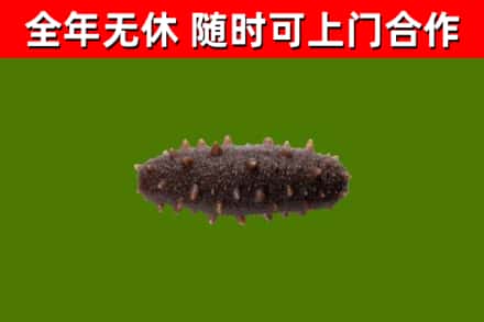 滨城区回收海参干